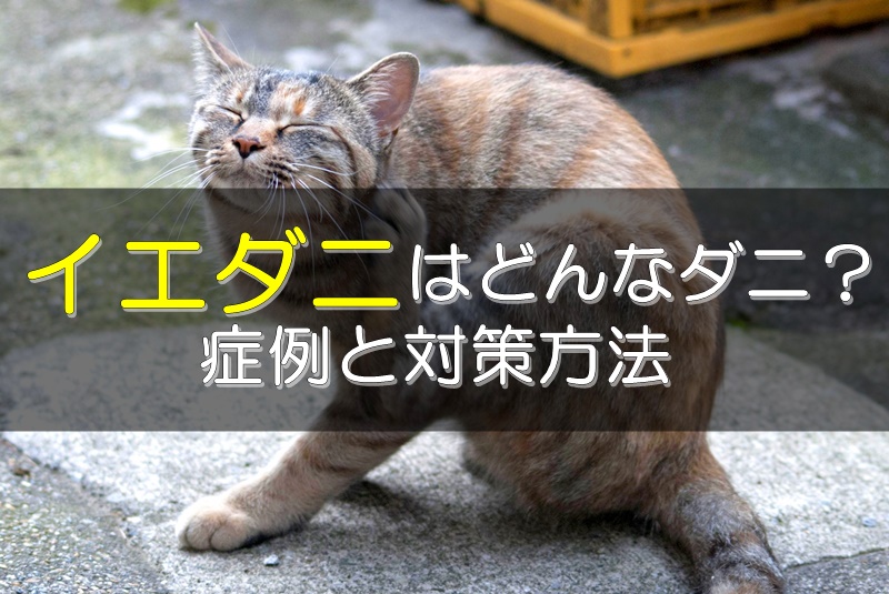 イエダニを取り除く方法